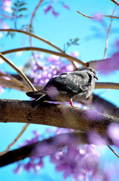 Colombe sur l'arbre dans la nature — Photo