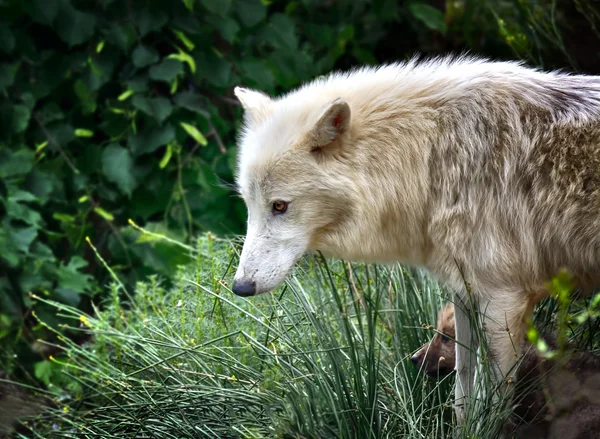 Lupo solitario e cucciolo — Foto Stock