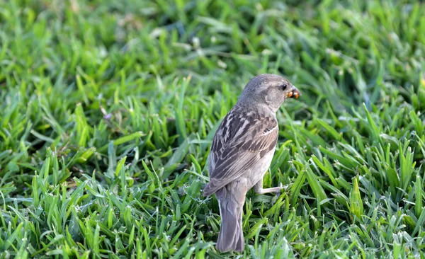 Kleine vogel op het gras — Stockfoto