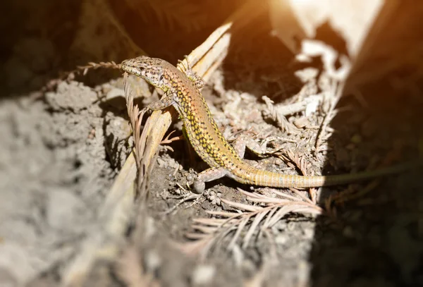 Lagarto de cerca que consigue el sol — Foto de Stock