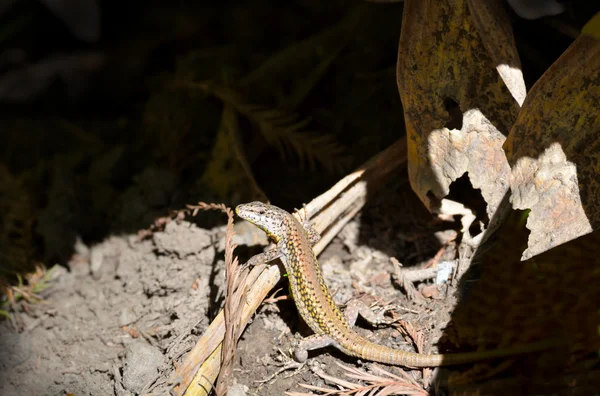 Lizard up close which gets the sun — Stock Photo, Image