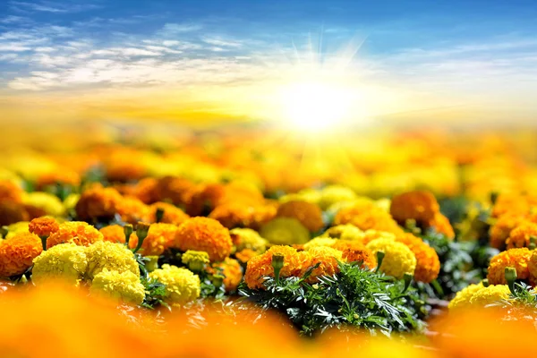 Tagete bloemen veld bij zonsondergang — Stockfoto