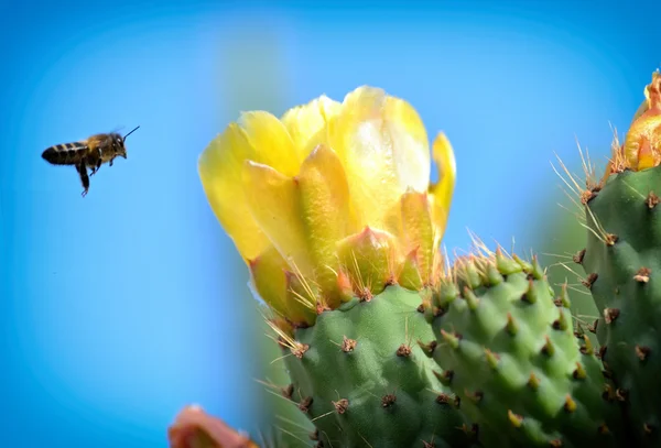 Abelha voando sobre a flor espinhosa pêra — Fotografia de Stock