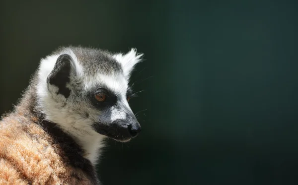 Λαιμός με κυκλική ουρά (Lemur catta) — Φωτογραφία Αρχείου