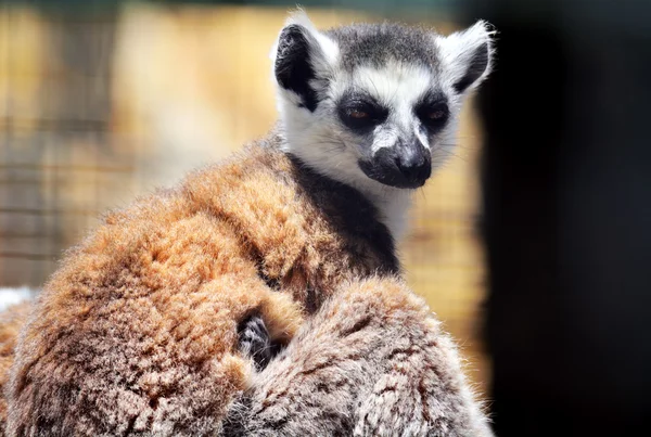 Lémur cola anillada (Lemur catta) — Foto de Stock