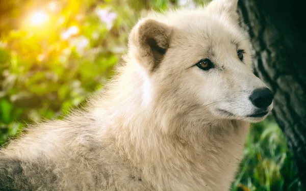 Witte wolf in het bos — Stockfoto