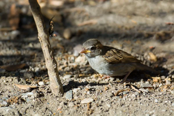 Vogel op zoek om te eten — Stockfoto