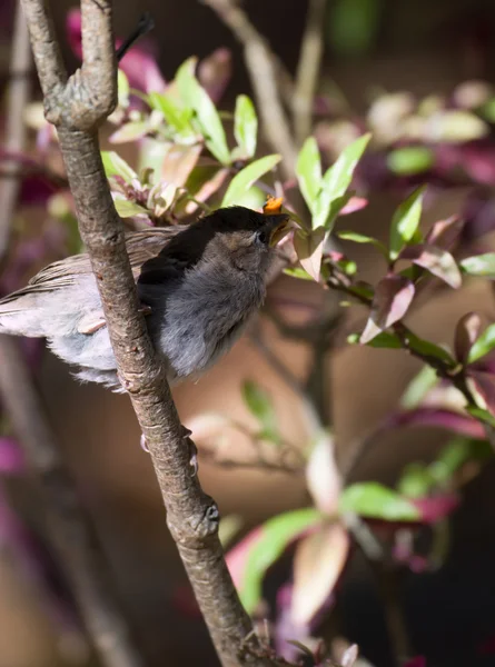 Jag fågel att äta från en trädgren — Stockfoto