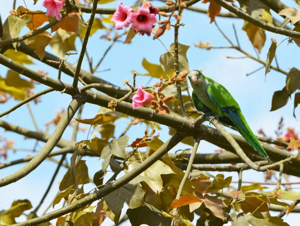 Pappagallo su un ramo di un albero — Foto Stock