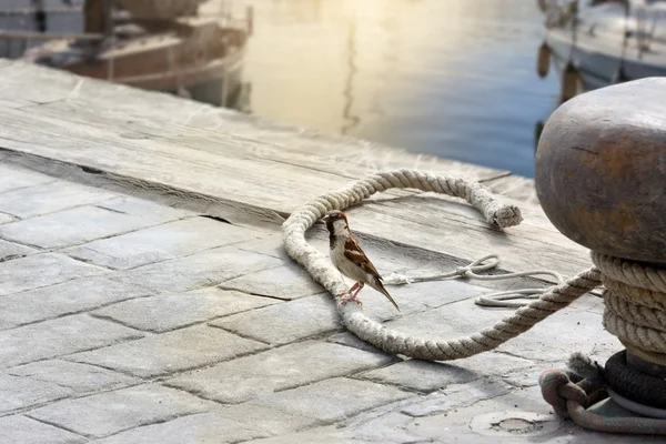 Sperling auf einem Seil auf der Seebrücke — Stockfoto