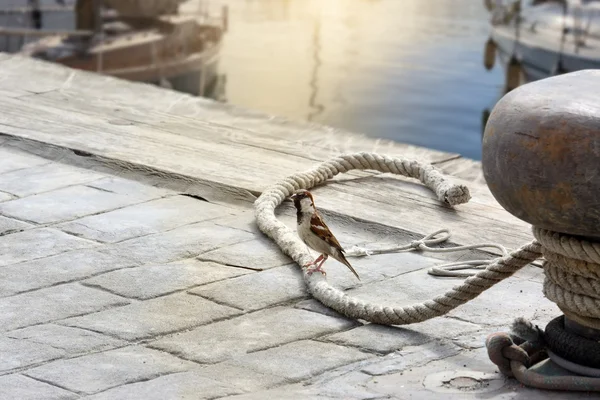 Sparrow on top of a rope on the pier — Stock Photo, Image