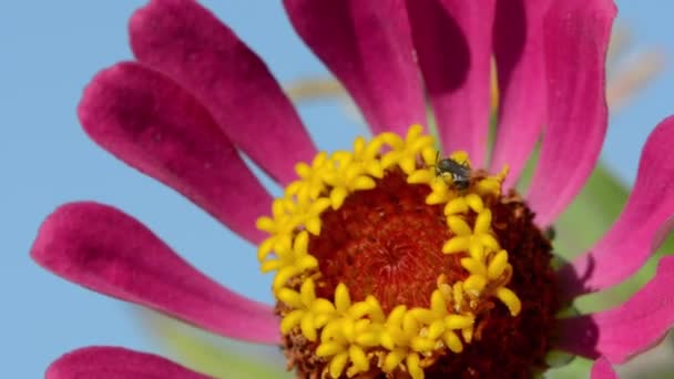 Abejita en una flor — Vídeos de Stock