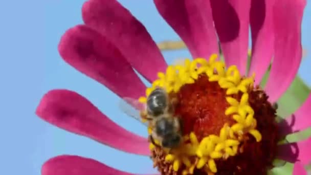 Biet flyger över blomman med pollen — Stockvideo