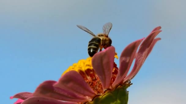 Biet flyger över blomman med pollen — Stockvideo