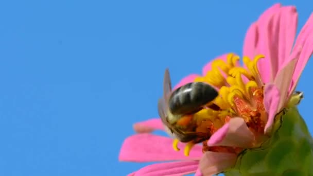Бджола літає над квіткою з пилком — стокове відео
