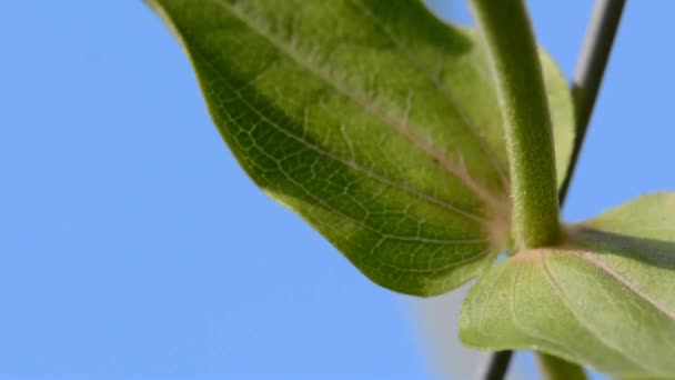 Gros plan sur les fleurs de zinnia — Video