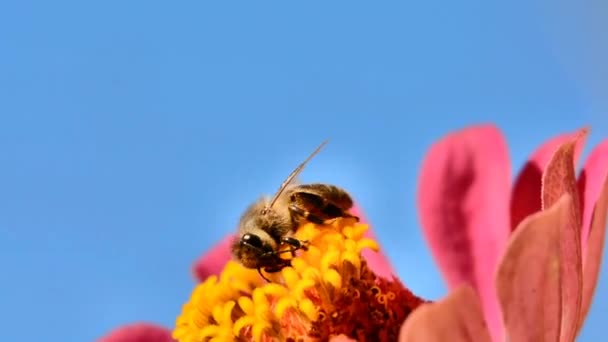 Biet flyger över blomman med pollen — Stockvideo