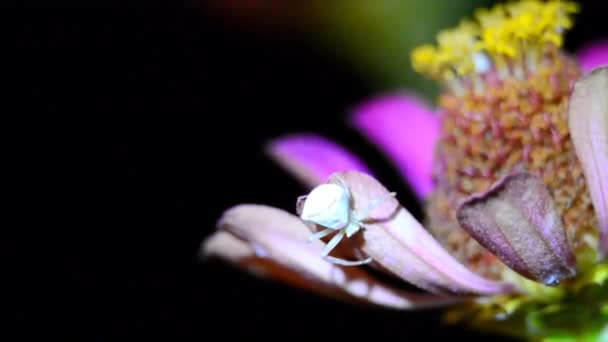 Crabe araignée sur une fleur de nuit — Video