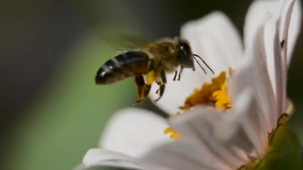Пчела летит над цветком с пыльцой — стоковое видео