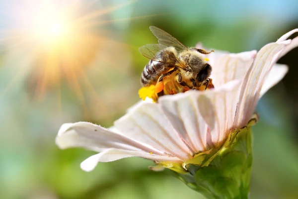 Pszczoła na kwiat w przyrodzie — Zdjęcie stockowe