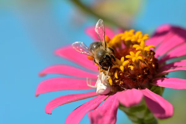 Araña tratando de coger la abeja en la flor — Foto de Stock