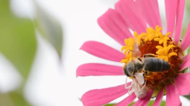 Pavouk snaží chytit včela na květu — Stock video