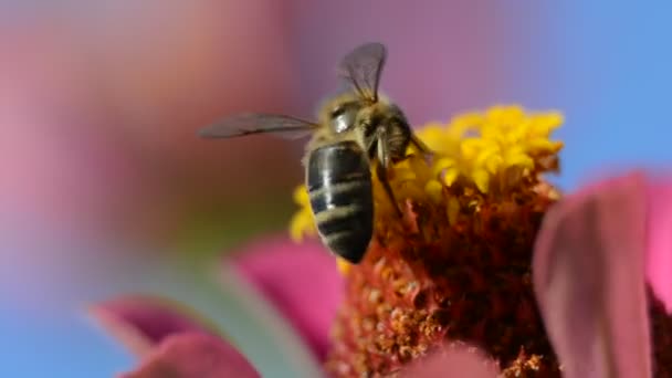 Abelha em flor na natureza — Vídeo de Stock