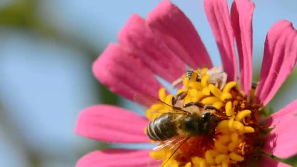 Araña tratando de coger la abeja en la flor — Vídeo de stock