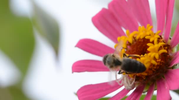 Araña tratando de coger la abeja en la flor — Vídeos de Stock