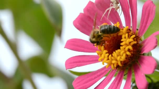 Spider trying to catch bee on the flower — Stock Video