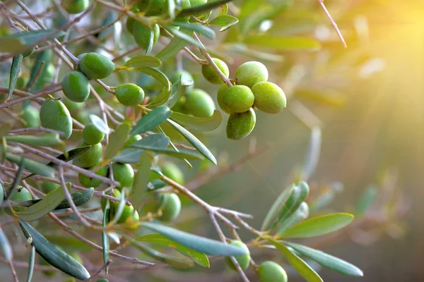 Olive tree at sunset — Stock Photo, Image