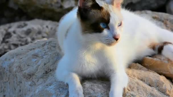 Katze ruht auf einem Felsen — Stockvideo