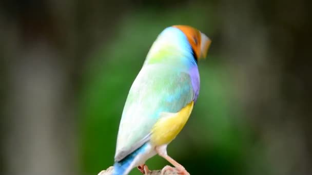 Diamante de gould - erythrura gouldiae — Vídeo de Stock