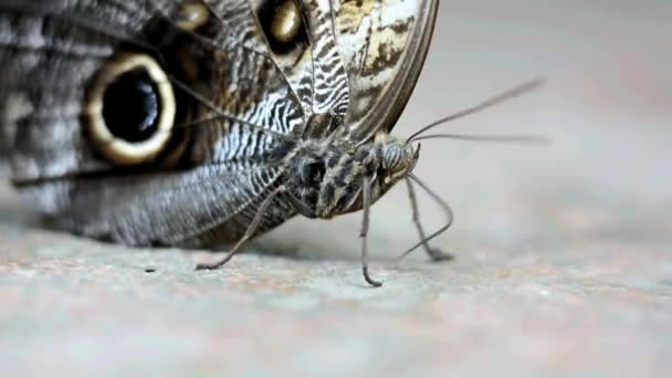 Mariposa (Caligo atreus), de cerca — Vídeos de Stock