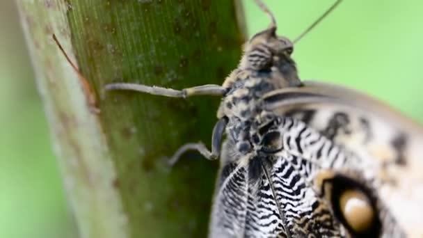 Schmetterling (caligo atreus), aus nächster Nähe — Stockvideo