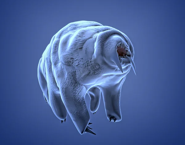 Beruang air (tardigrade ) — Stok Foto