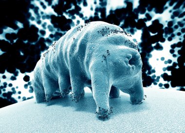 The water bear (tardigrade) clipart