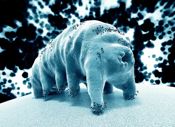 Ursul de apă (tardigrad ) — Fotografie, imagine de stoc