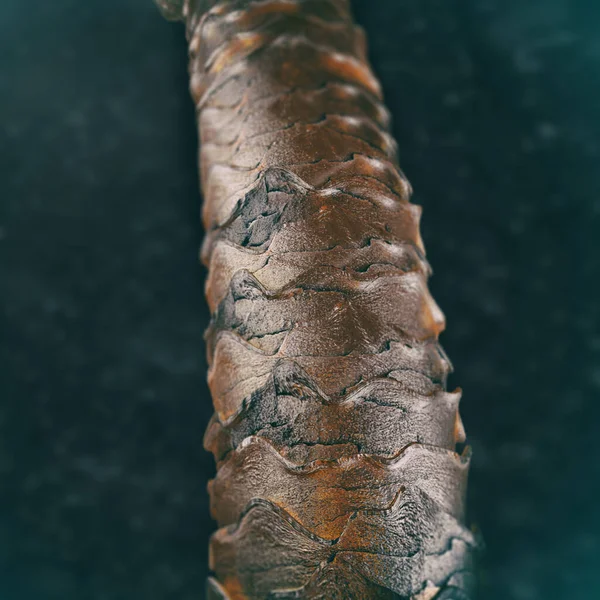 Capelli Umani Microscopio Illustrazione Che Mostra Struttura Dei Capelli Umani — Foto Stock