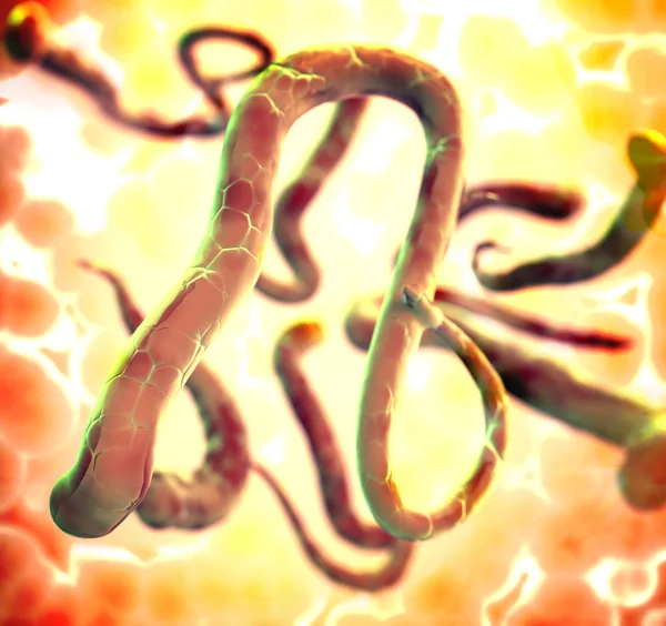 Virus dell'ebola — Foto Stock