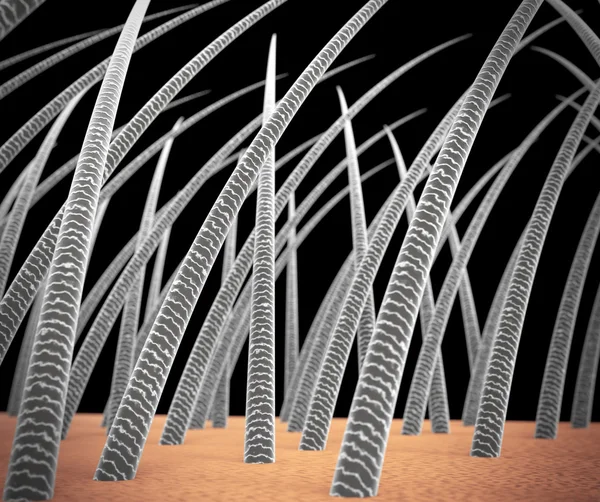 Микроскопический вид человеческих волос — стоковое фото