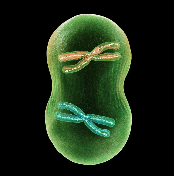 División celular Mitosis — Foto de Stock