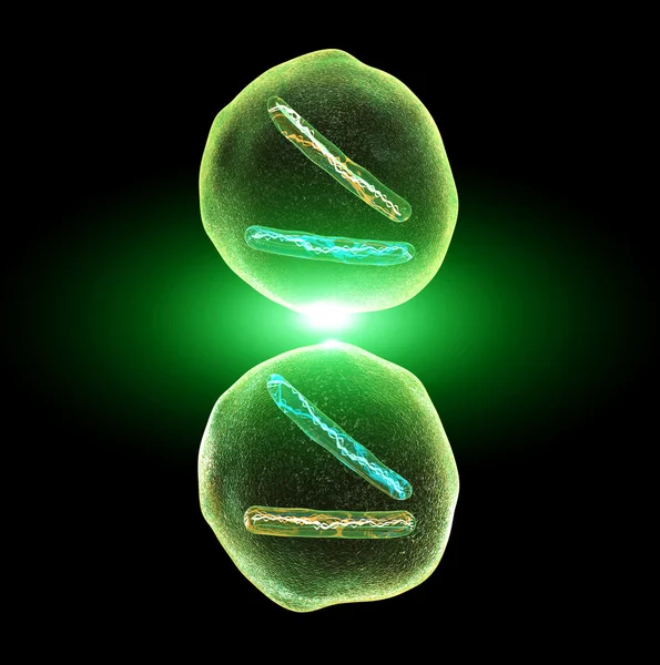 Hücre bölünmesi mitoz — Stok fotoğraf