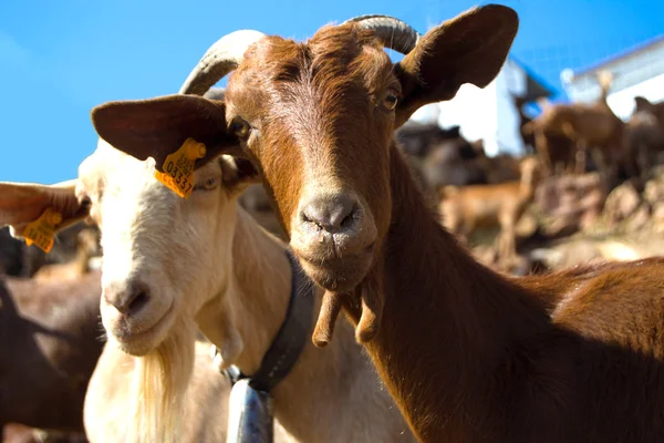 Cabras en el campo —  Fotos de Stock