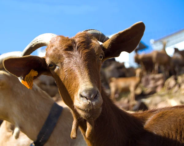 Goats in the field — Stock Photo, Image