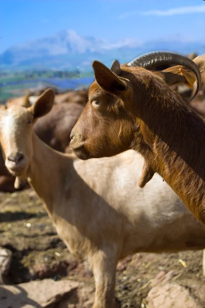 Goats in the field — Stock Photo, Image