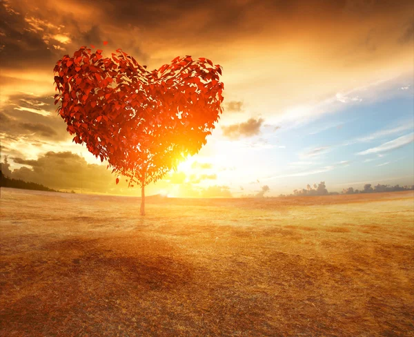 Árbol del corazón en el campo — Foto de Stock