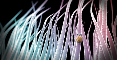 Microscopic view of lice in the hair clipart