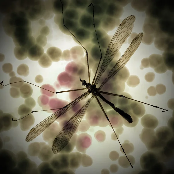 蚊ジカ — ストック写真