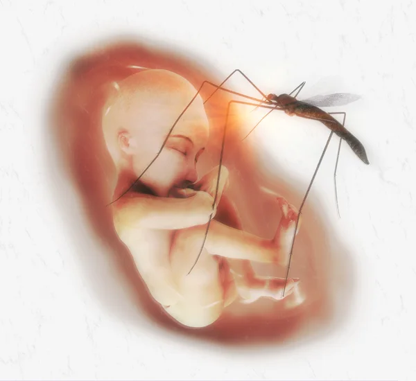 Menselijke foetus en Mosquito Zika — Stockfoto